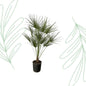 Chamaerops Humilis op stam - 160 cm