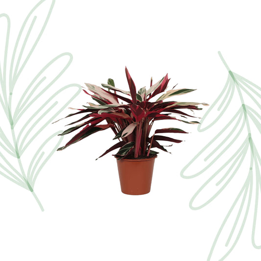 Calathea Triostar (Stromanthe) - 80 cm