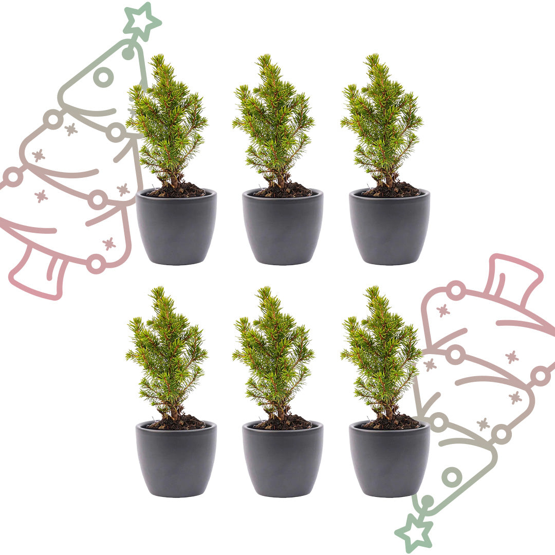Mini-kerstboom set 6 - inclusief Boule Antraciet pot
