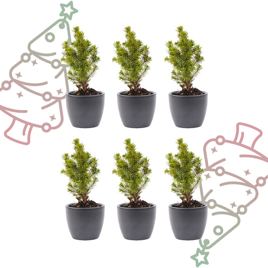 Mini-kerstboom set 6 - inclusief Boule Antraciet pot