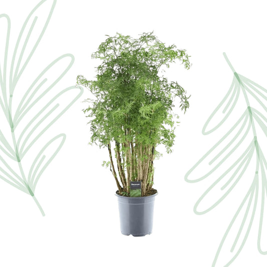 Polyscias Hawaiiana Ming - 90 cm