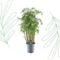 Polyscias Hawaiiana Ming - 90 cm