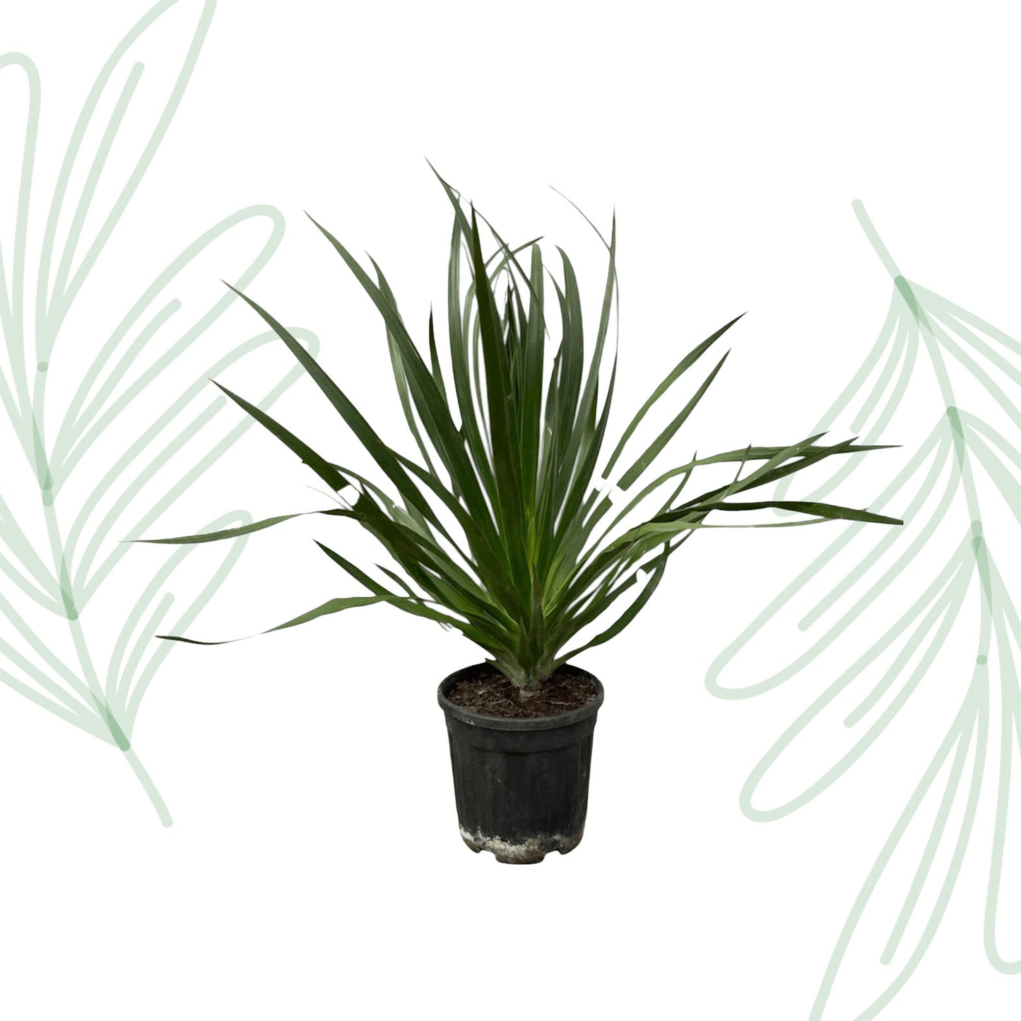 Dracaena Draco - 100 cm