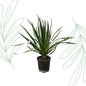 Dracaena Draco - 100 cm