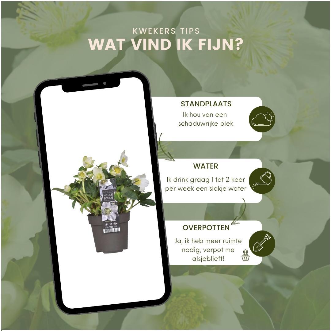 6x Helleborus niger 'Christmas Carol' - Ø 12 cm ↕ 20 cm