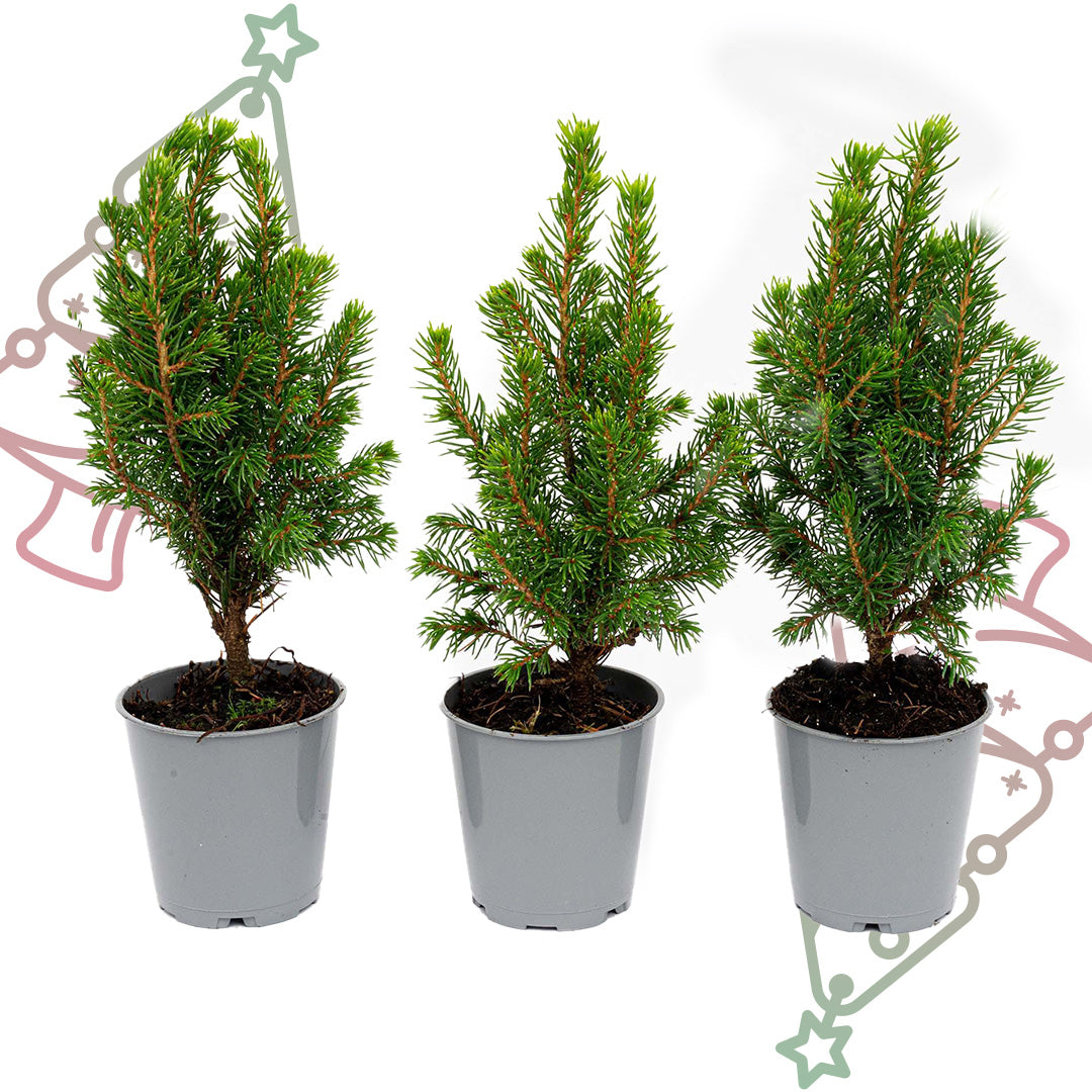 3x Mini-kerstboom - Picea Glauca Perfecta - Ø 6 cm ↕ 15-20 cm