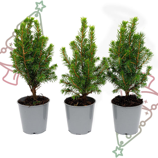 3x Mini-kerstboom - Picea Glauca Perfecta - Ø 6 cm ↕ 15-20 cm