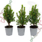 3x Mini-kerstboom - Picea Glauca Perfecta - Ø 6 cm ↕ 15-20 cm
