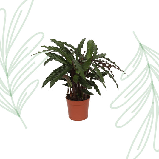 Calathea Elgergrass - 35 cm