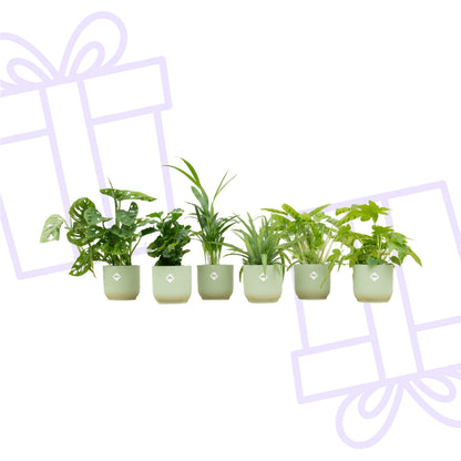 Verrassingsbox - 6 planten inclusief elho Vibes Fold Round Ø14 sorbet groen