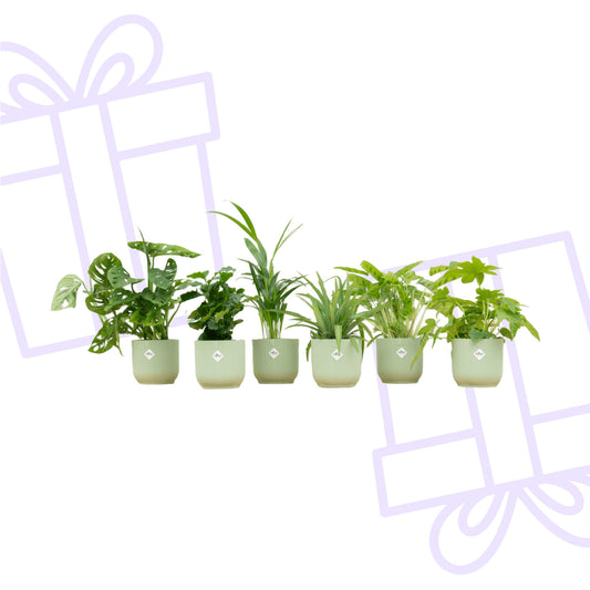 Verrassingsbox - 6 planten inclusief elho Vibes Fold Round Ø14 sorbet groen
