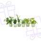 Verrassingsbox - 6 planten inclusief elho Vibes Fold Round Ø14 sorbet groen