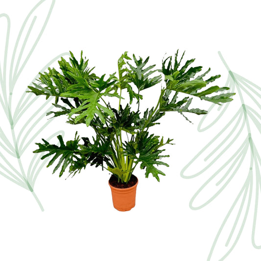 Philodendron Selloum - 100 cm