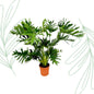Philodendron Selloum - 100 cm