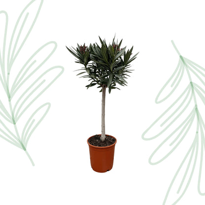 Nerium Oleander op stam met rode bloem - 90 cm - Forest Plants