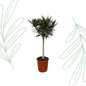 Nerium Oleander op stam met rode bloem - 90 cm - Forest Plants