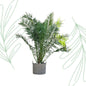 Phoenix Canariensis - Forest Plants