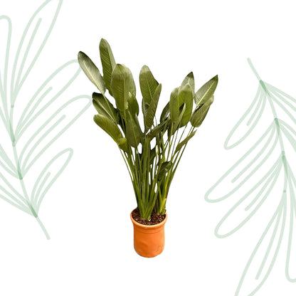 Strelitzia Reginae XXL - 200 cm