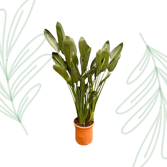 Strelitzia Reginae XXL - 200 cm