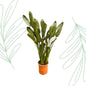 Strelitzia Reginae XXL - 200 cm