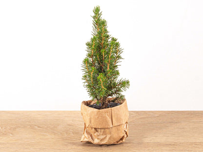 Baby Christmas tree - Picea Glauca Perfecta - Ø 6 cm ↕ 15-20 cm