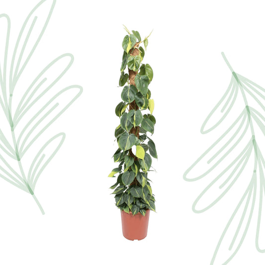 Philodendron Scandens Brasil mosstok - 150 cm - Forest Plants