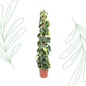 Philodendron Scandens Brasil mosstok - 150 cm - Forest Plants