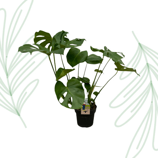 Monstera Deliciosa - 70 cm