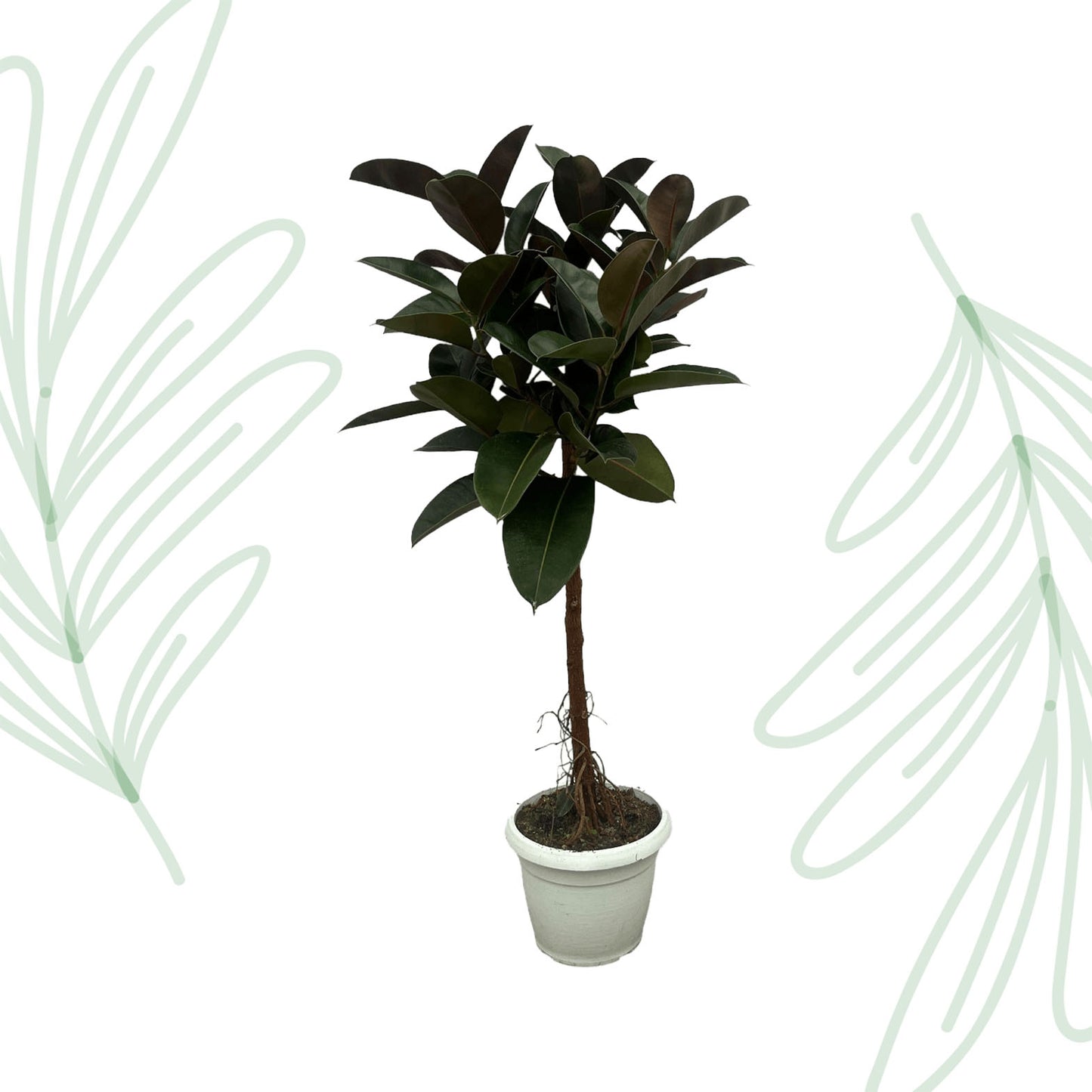 Ficus Elastica Robusta stam - 140 cm