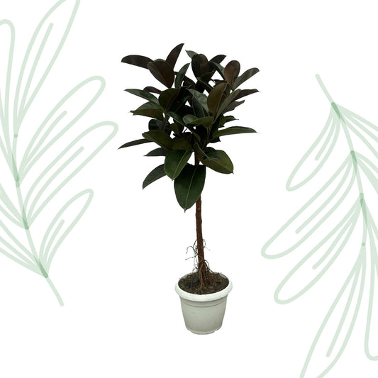 Ficus Elastica Robusta stam - 140 cm