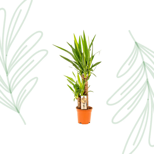 Yucca - 90 cm - Forest Plants