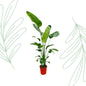 Strelitzia Nicolai - 180-210 cm