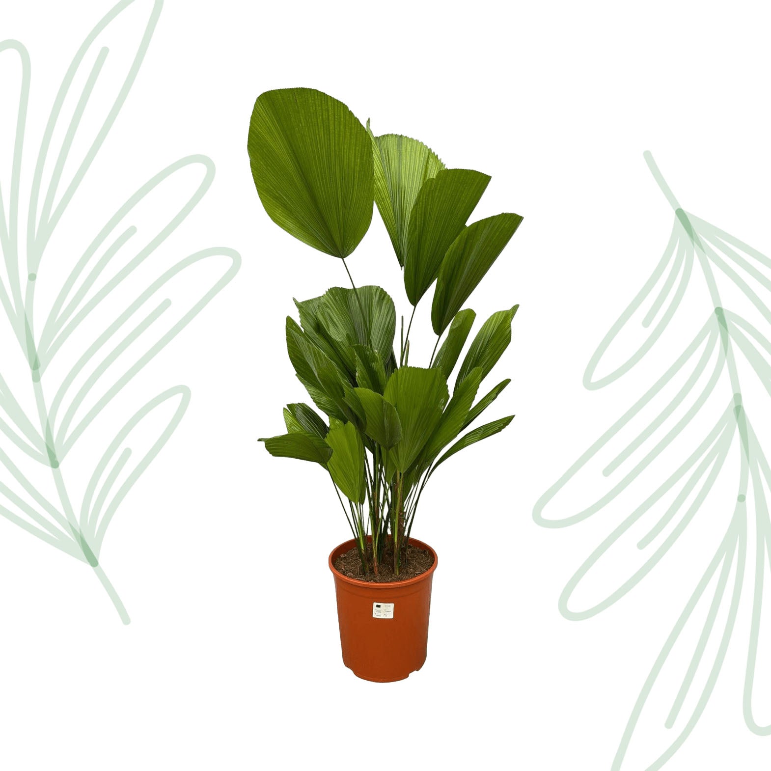 Licuala Grandis - 100 cm - Forest Plants