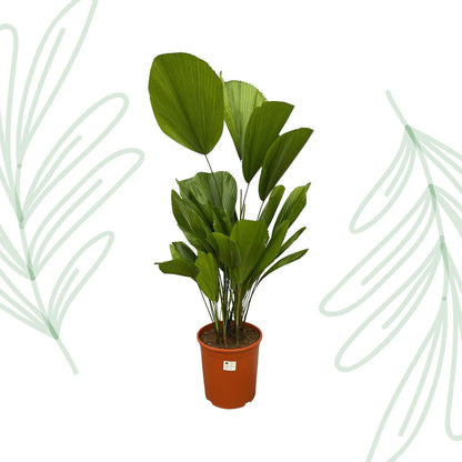 Licuala Grandis - 100 cm - Forest Plants