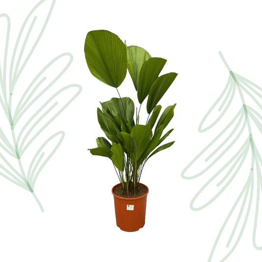 Licuala Grandis - 100 cm - Forest Plants
