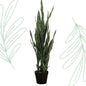 Kunstplant - Sanseveria black coral - Vrouwentong - 97 cm - Forest Plants