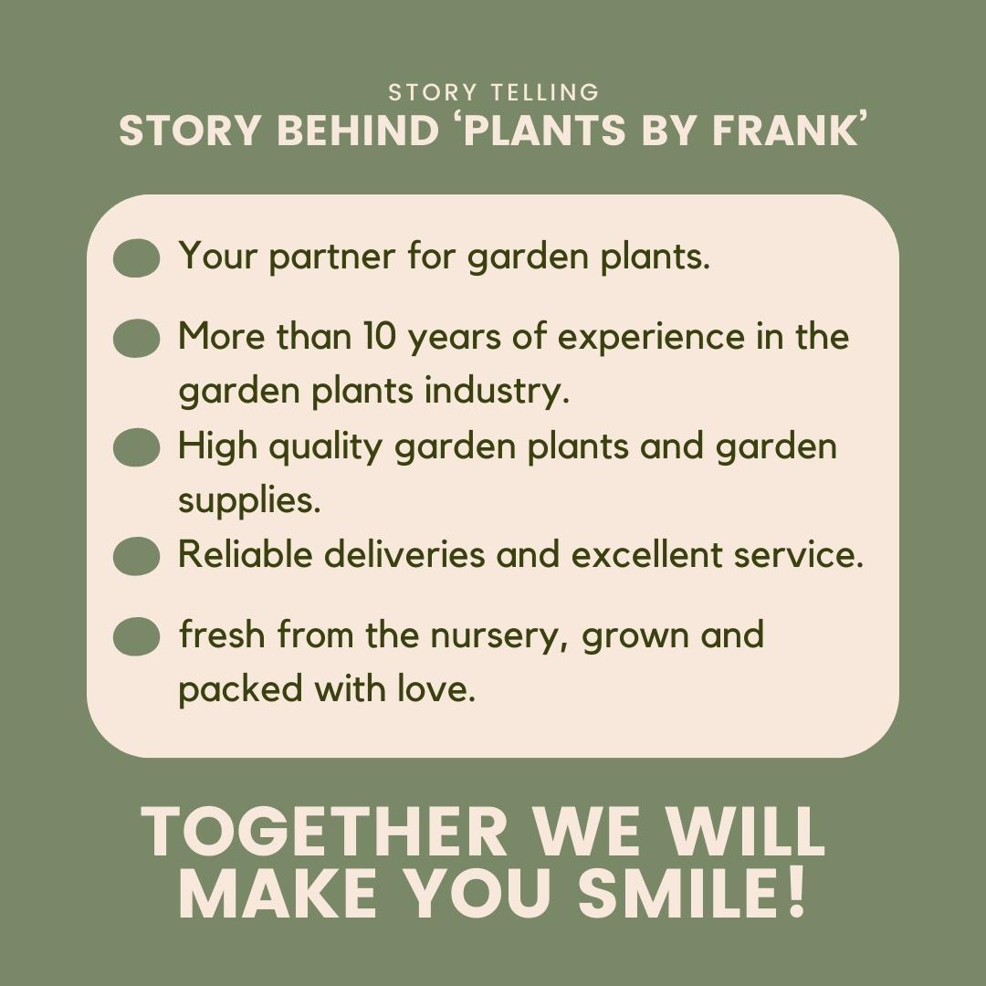 6x Helleborus niger 'Christmas Carol' - Ø 12 cm ↕ 20 cm