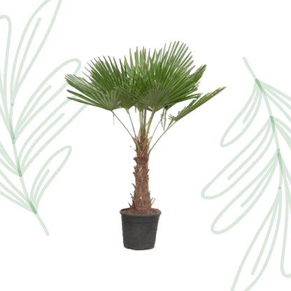 Trachycarpus Fortuneii - 180-200 cm