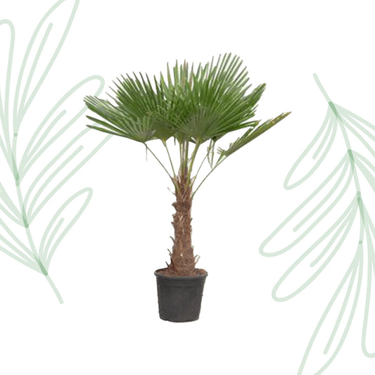 Trachycarpus Fortuneii - 180-200 cm