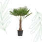 Trachycarpus Fortuneii - 180-200 cm