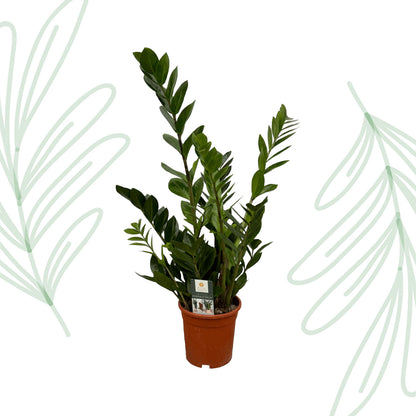 Zamioculcas - 75 cm
