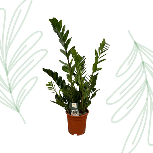 Zamioculcas - 75 cm