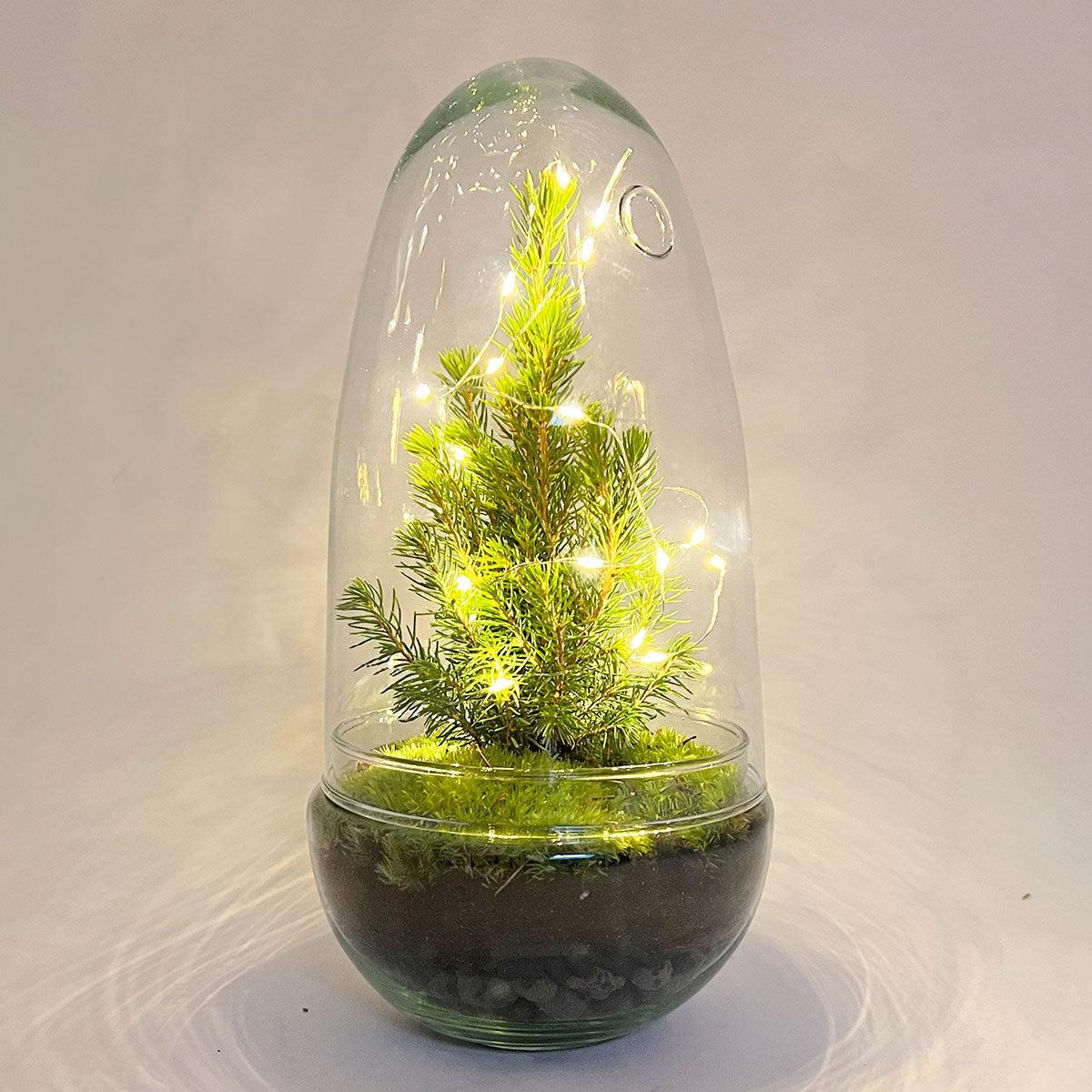 DIY terrarium - Egg Christmas - Kerst decoratie ↕ 25 cm