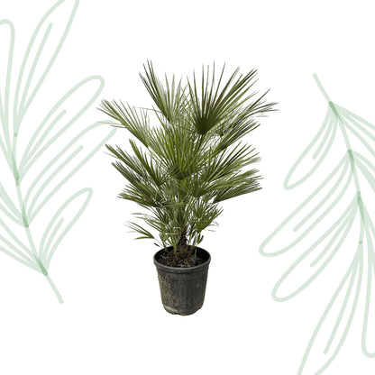 Chamaerops Humilis - 150 cm - Forest Plants