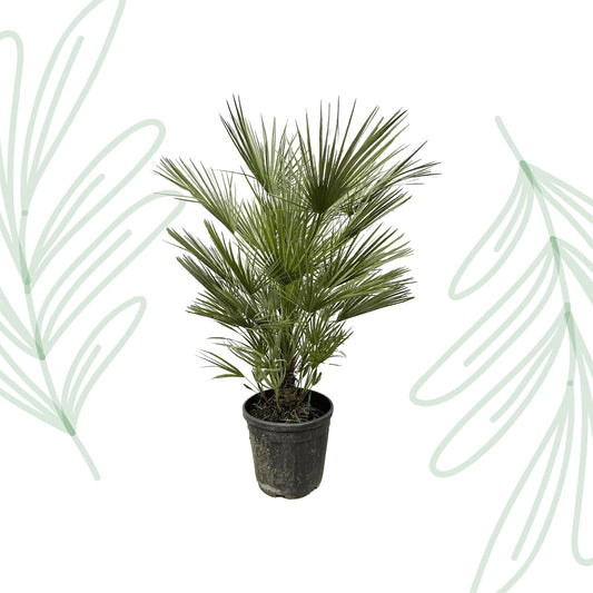 Chamaerops Humilis - 150 cm - Forest Plants