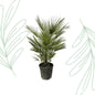 Chamaerops Humilis - 150 cm - Forest Plants