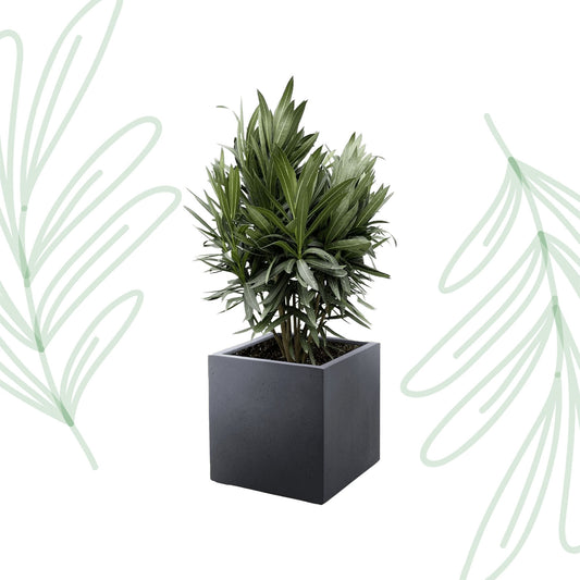 Nerium Oleander struik met rode bloem - 70 cm - Forest Plants