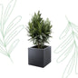 Nerium Oleander struik met rode bloem - 70 cm - Forest Plants