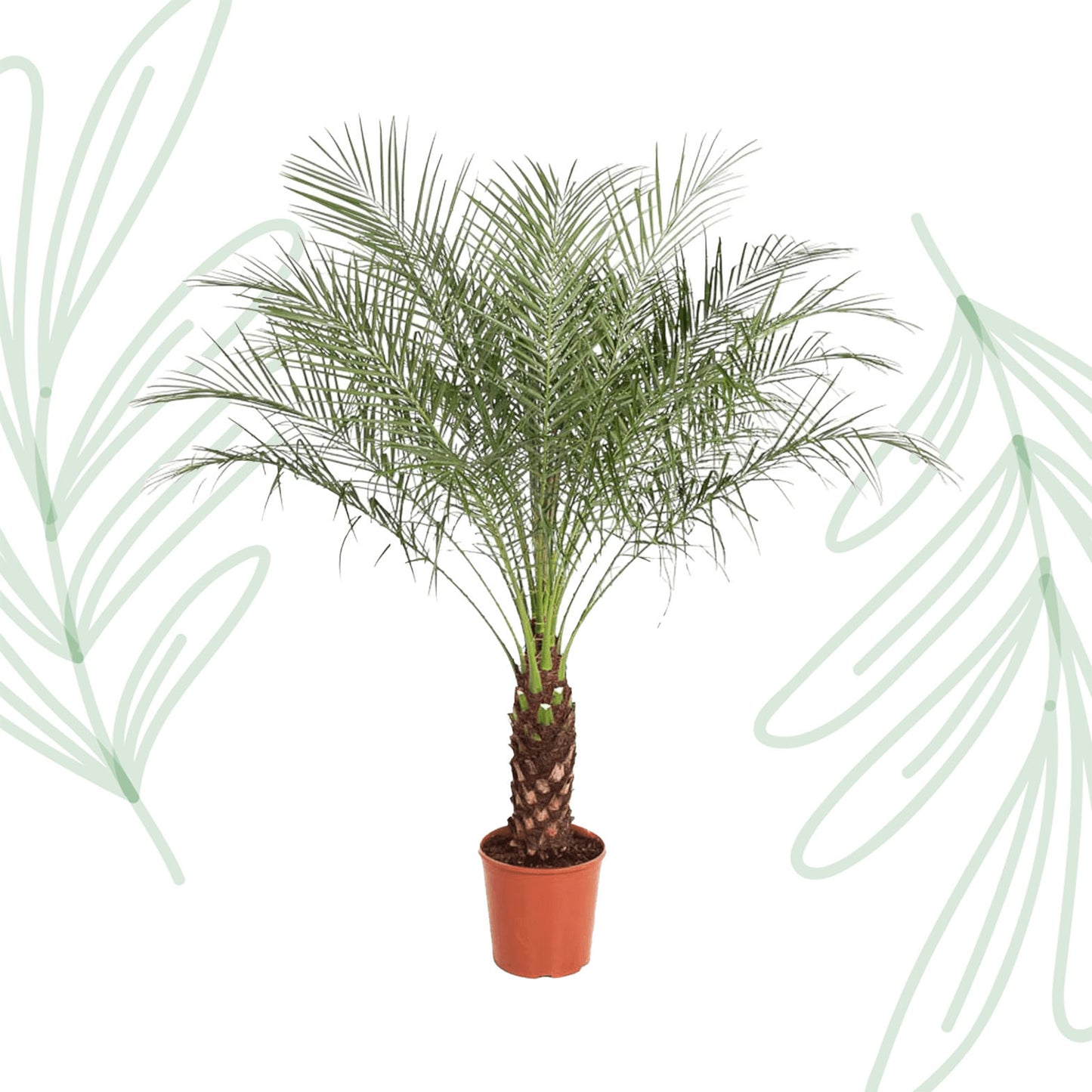 Phoenix Roebelenii - 190 cm - Forest Plants