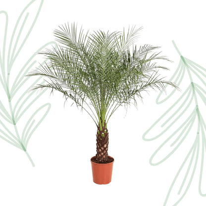 Phoenix Roebelenii - 190 cm - Forest Plants